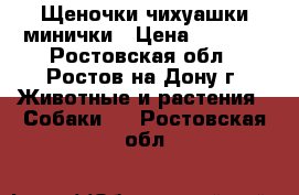 Щеночки чихуашки минички › Цена ­ 9 500 - Ростовская обл., Ростов-на-Дону г. Животные и растения » Собаки   . Ростовская обл.